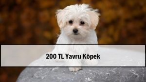 2026 Yavru Köpek Fiyatları (200 TL İlanlarında Nelere Dikkat?)
