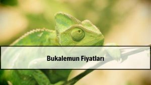 2026 Bukalemun Fiyatları