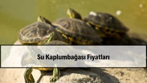 2026 Su Kaplumbağası Fiyatları