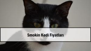 2026 Smokin Kedi Fiyatları