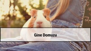 2026 Gine Domuzu Fiyatları