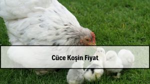 2026 Cüce Koşin Tavuk Fiyatları