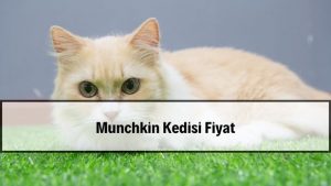 2026 Munchkin Kedisi Fiyatları
