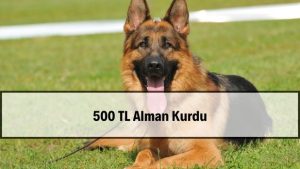 2026 Alman Kurdu Fiyatları (500 TL İlanları Güvenilir mi?)