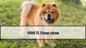 2026 Chow Chow Fiyatları (1000 TL İlanları Gerçekçi mi?)