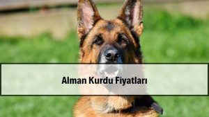 2026 Alman Kurdu Fiyatları