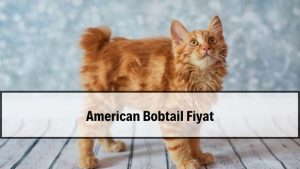 2026 American Bobtail Fiyatları