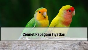 2026 Cennet Papağanı Fiyatları