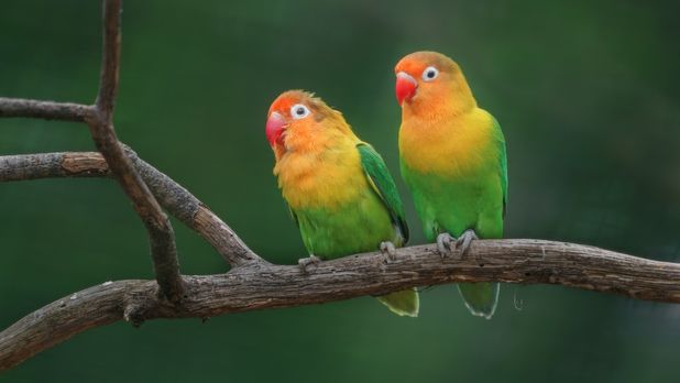 cennet papağanı fiyatları pet shop