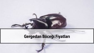 2026 Gergedan Böceği Fiyatları