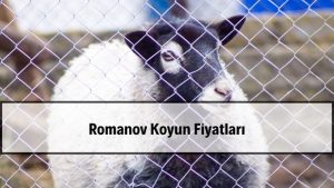 2026 Romanov Koyun Fiyatları