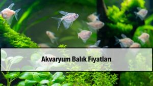 2026 Akvaryum Balık Fiyatları