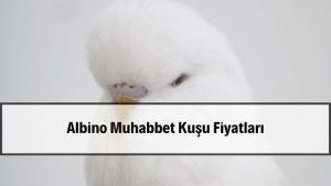 2026 Albino Muhabbet Kuşu Fiyatları