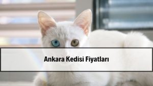 2026 Ankara Kedisi Fiyatları