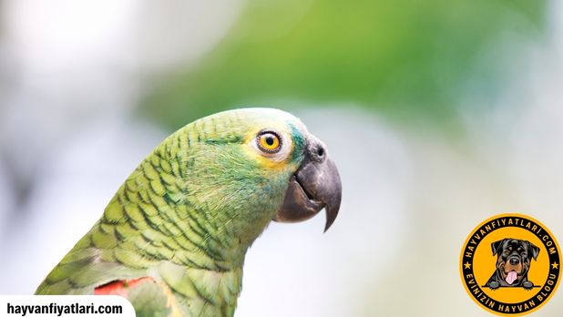 Amazon Papaganlarinda Fiyat