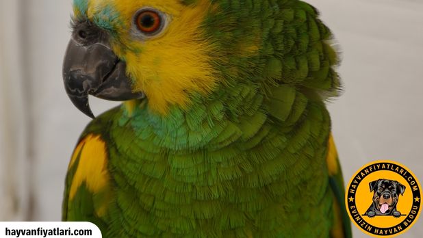 Sari Kafali Mavi Alinli Amazon Papagani Fiyatlari