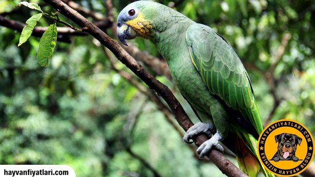 Satilik Amazon Papagani Fiyatlari Sahibinden
