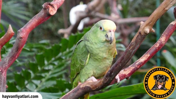 Satilik Amazon Papagani