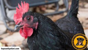 2026 Australorp Tavuk Fiyatları