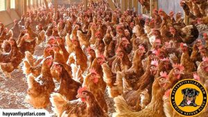 2026 Yumurta Tavuğu Fiyatları