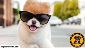 2026 Boo Köpek Fiyatları