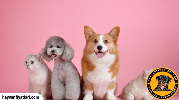 Mutluluk Kaynagi Evcil Hayvanlarin Sahiplerine Sagladigi Psikolojik Faydalar