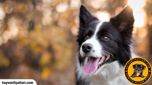 2026 Border Collie Fiyatları