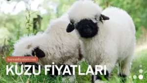 2026 Kuzu Fiyatları