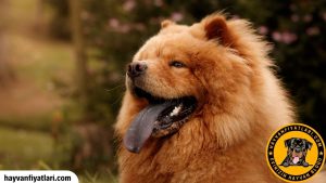 2026 Chow Chow Fiyatları