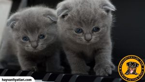 2026 Büyümeyen Kedi Fiyatları