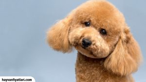 2026 Yavru Cins Köpek Fiyatları