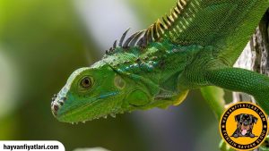 2026 İguana Fiyatları