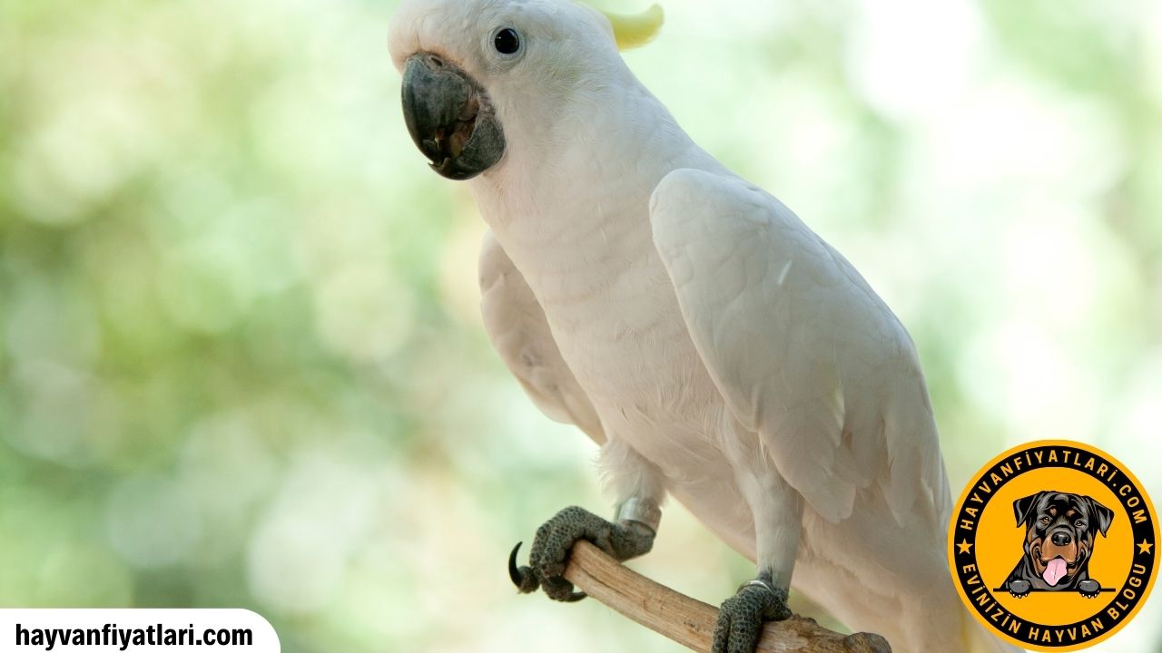 Kakadu Papagani Ozellikleri