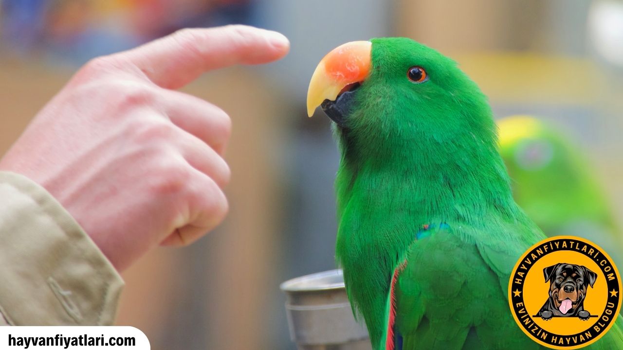 Konusan Iskender Papagan Fiyatlari