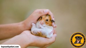 2026 Hamster Fiyatları