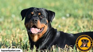 2026 Rottweiler Fiyatları