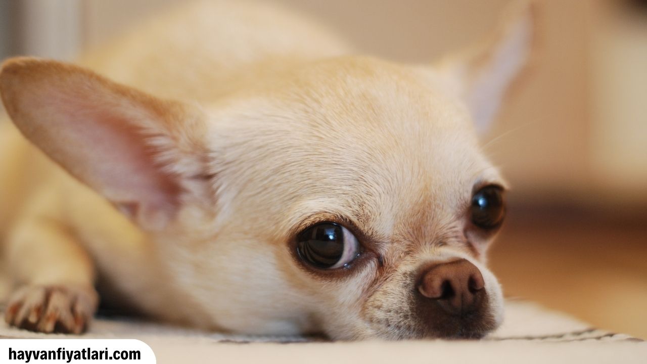 Chihuahua Fiyatlari