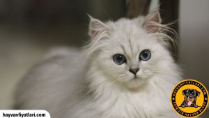2026 Chinchilla Kedi Fiyatları