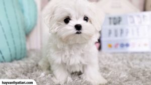 2026 Fincan Köpek Fiyatları