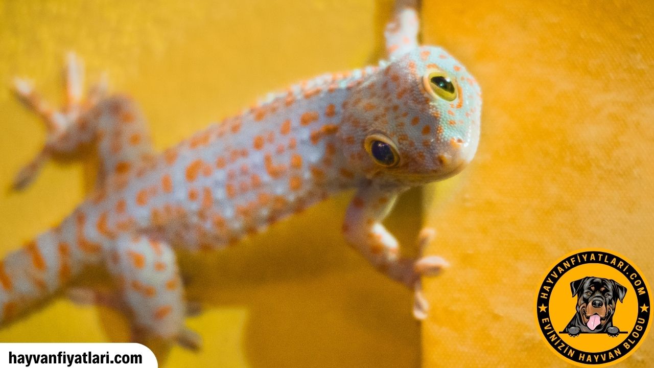 Gecko Ne Kadar Yasar