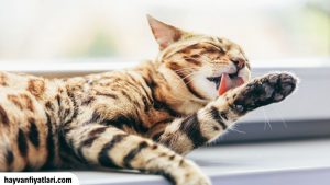 2026 Cins Kedi Fiyatları