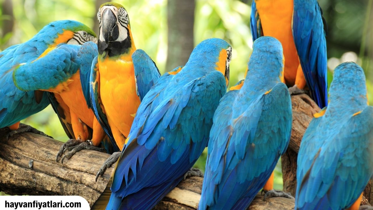 Macaw Papagani Hangi Ulkenin