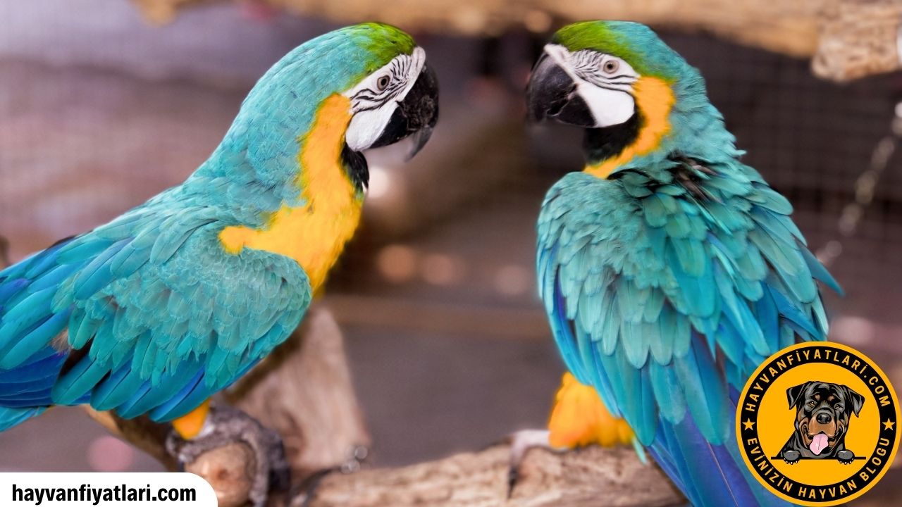 Macaw Papagani Ozellikleri
