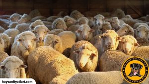 2026 Merinos Koyun Fiyatları (Sahibinden Satılık)