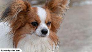 2026 Papillon Köpek Fiyatları (Sahibinden Satılık)