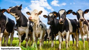 2026 Holstein İnek Fiyatları
