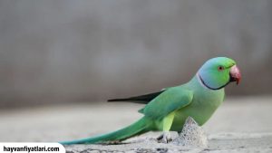 2026 Pakistan Papağanı Fiyatları