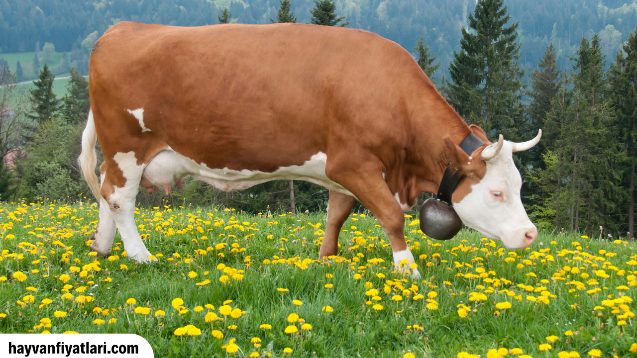 Simental inekler gunluk kac kilo sut verir