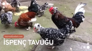 2026 İspenç Tavuk Fiyatları