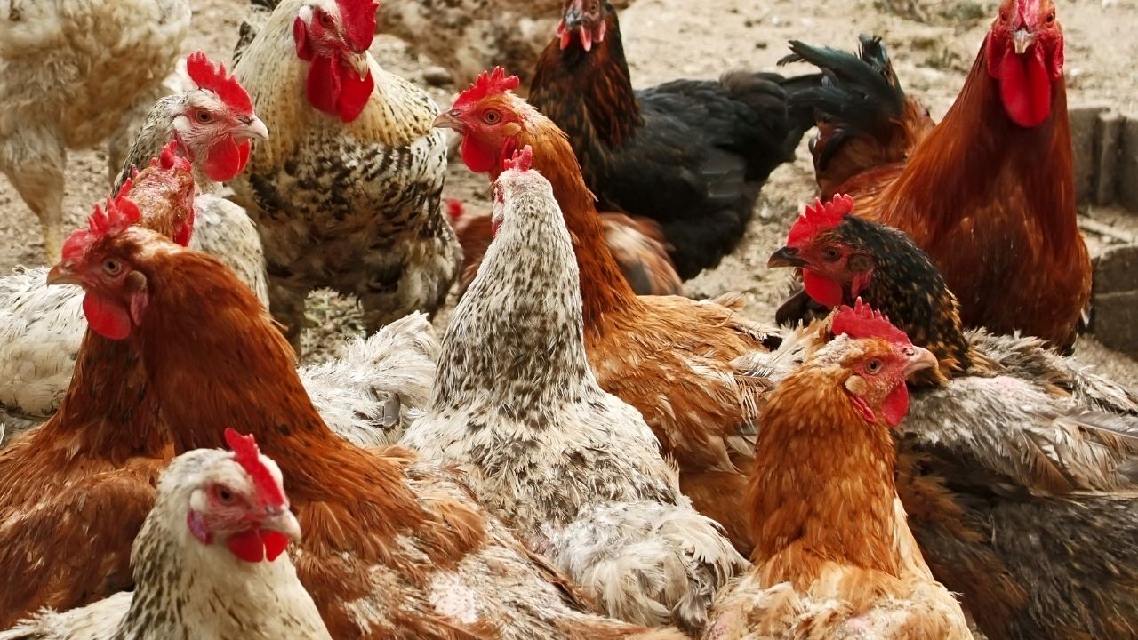 İri Etçil Tavuk Fiyatları